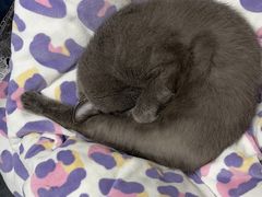 -纳吉亚猫专科动物诊疗中心(蒋宅口分院)