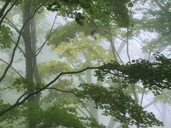 -王顺山国家森林公园