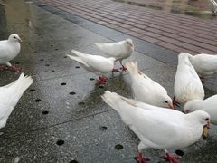 -王府井奥莱临潼小镇(临潼店)