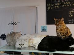 -Heymao猫咖.咖啡厅(东门店)