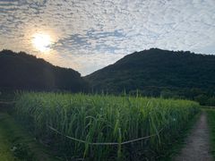 -八卦田遗址公园