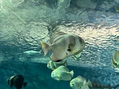 -上海海洋水族馆