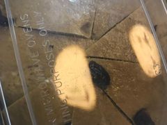 -眉州东坡(国贸店)