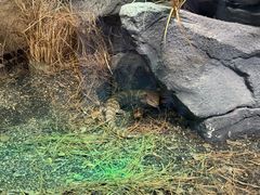 -帕帕拉兹宠物(亚洲旗舰店)