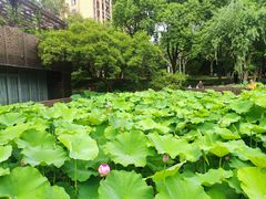 -陈家山荷花公园