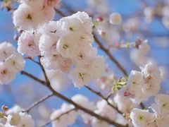 -天适樱花悠乐园