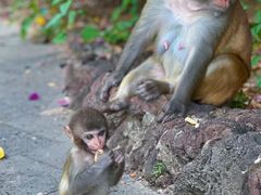 -南湾猴岛+椰田古寨一日游