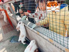 -前小桔亲子创意农场·草莓采摘·露营烧烤