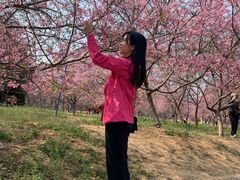-天适樱花悠乐园
