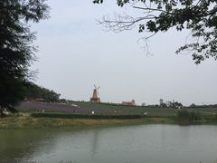 -大塘金香草谷