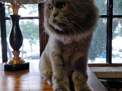 -more than meow吴止猫主题餐厅(承德 中船汇店)