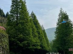 -大围山国家森林公园