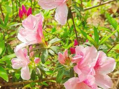 -广州白江湖森林公园