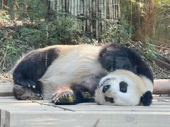 -广州长隆野生动物世界