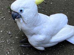 -上海野生动物园
