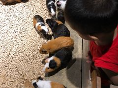 -萌宠奇缘