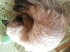 -猫的茶·猫咖
