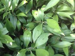 -墨尔本皇家植物园