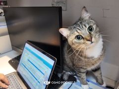 -御宝贝·A梦猫科宠物医院(国际猫友好医院)