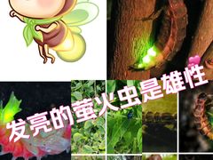 -北京西山国家森林公园