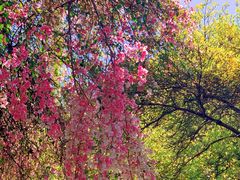 -深圳国际园林花卉博览园