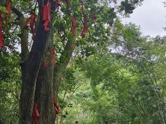 -广州白江湖森林公园