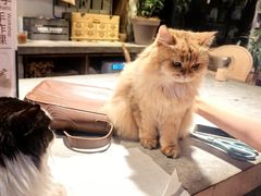 -自由生长植物工作室(深港花卉中心店)
