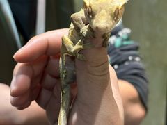 -帕帕拉兹宠物(亚洲旗舰店)