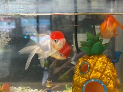 -老地方猫儿面(磁器口店)