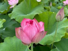 -武汉紫薇都市田园