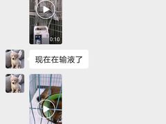 -睿金宠物医院·CT·肿瘤·骨外科