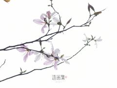-天适樱花悠乐园