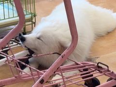 -Let's go狗咖·猫咖·奶狗·桌游(春熙路IFS店)