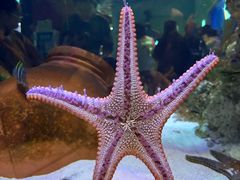 -海合安武汉极地海洋公园