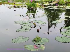 -莲花池公园