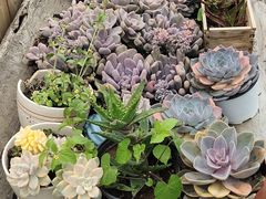 -野菌皇海景野生菌火锅(滨海大道店)