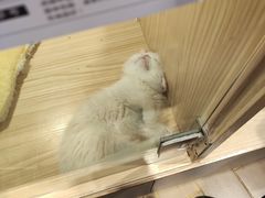 -屋虎猫馆(宝安大仟里店)