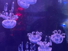-左海海底世界