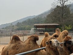 -无锡动物园·太湖欢乐园