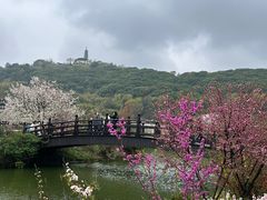 -苏州上方山国家森林公园