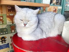 -喵屿·大理花园猫咖