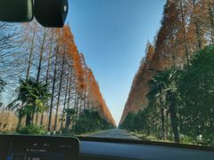 -黄海国家森林公园