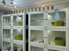 -青奢宠物·青奢猫舍