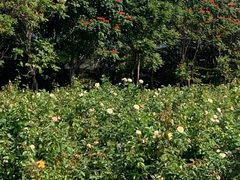 -亚龙湾国际玫瑰谷