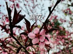-香山公园