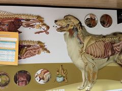 -瑞派名望志远动物医院·猫科·內科·异宠专科(直港大道店)
