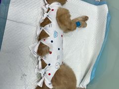 -纳吉亚猫专科动物医院博雅分院