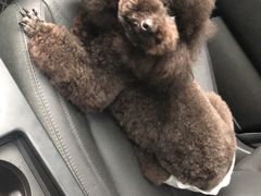 -帕帕拉兹宠物(亚洲旗舰店)