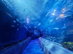 -太平洋海底世界