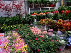 -金科花卉市场